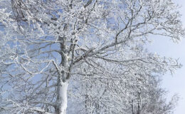 014 - spaziergang in neuen jahr